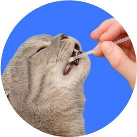 Mão de uma pessoa coletando uma amostra de saliva em um cão