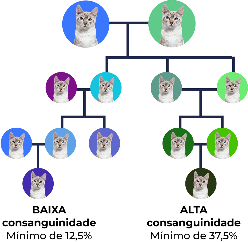 Árvore genealógica de Gato com diferentes cores de fundo representando gerações e relações familiares.