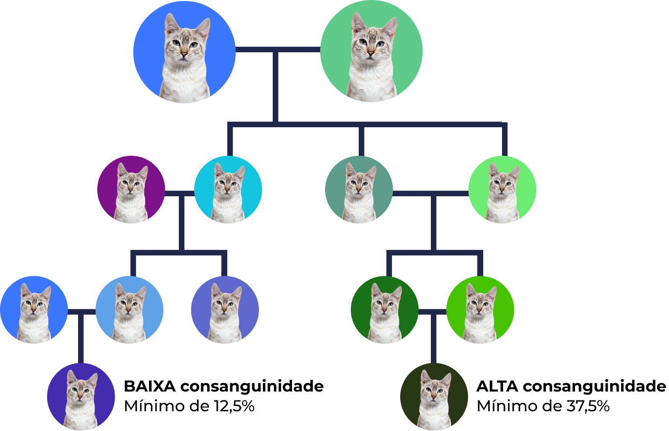 Árvore genealógica de Gato com diferentes cores de fundo representando gerações e relações familiares.