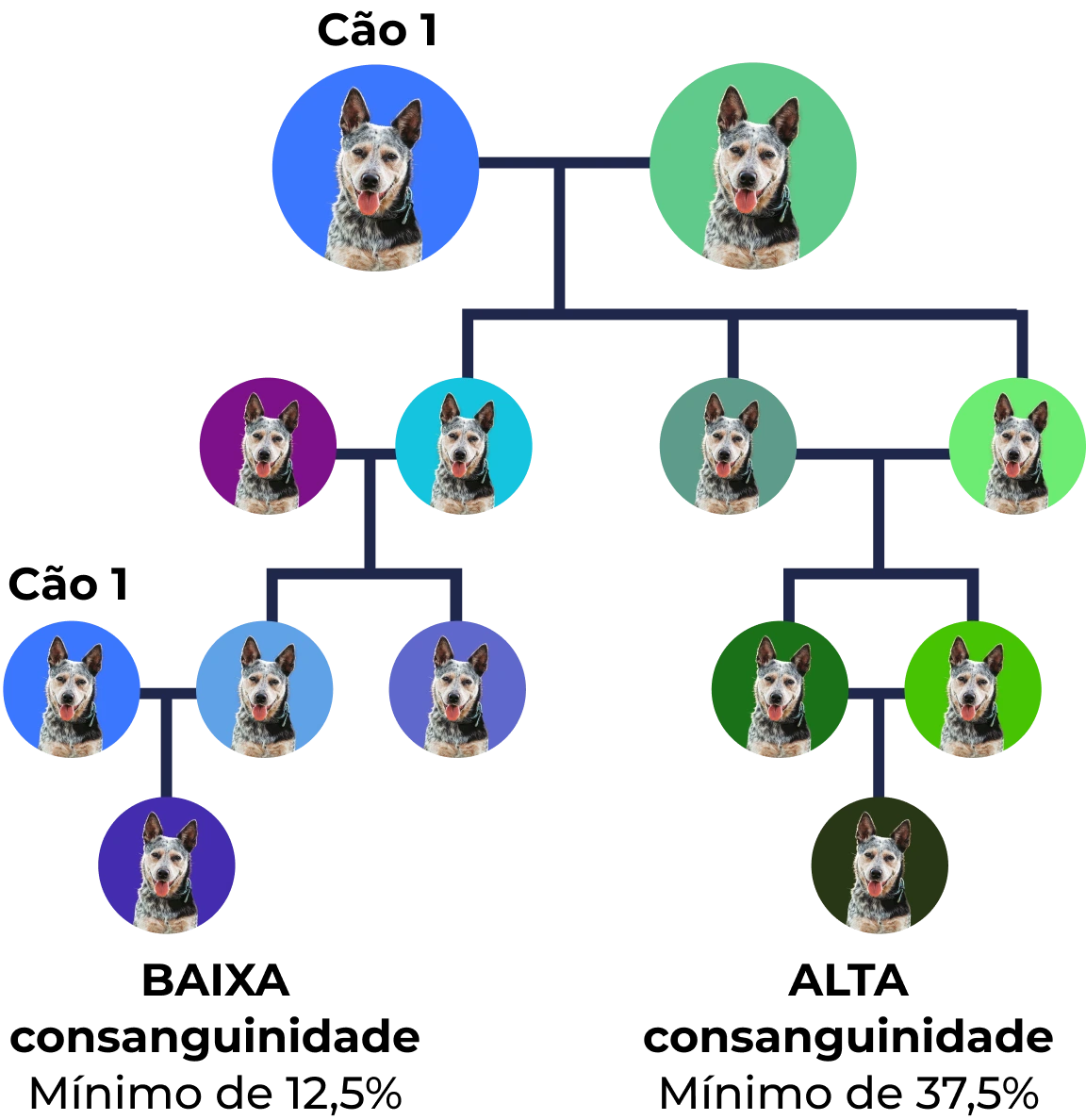 Árvore genealógica de Cachorro com diferentes cores de fundo representando gerações e relações familiares.