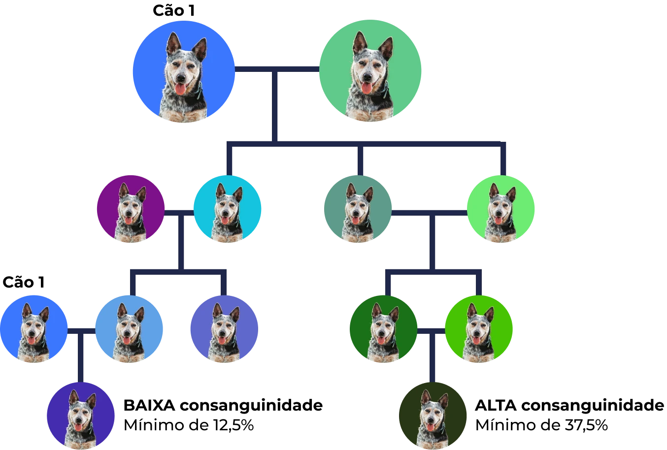 Árvore genealógica de Cachorro com diferentes cores de fundo representando gerações e relações familiares.