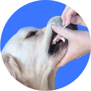 Mão de uma pessoa coletando uma amostra de saliva em um cão