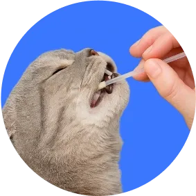 Mão de uma pessoa coletando uma amostra de saliva em um cão