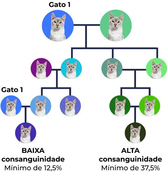 Árvore genealógica de Gato com diferentes cores de fundo representando gerações e relações familiares.