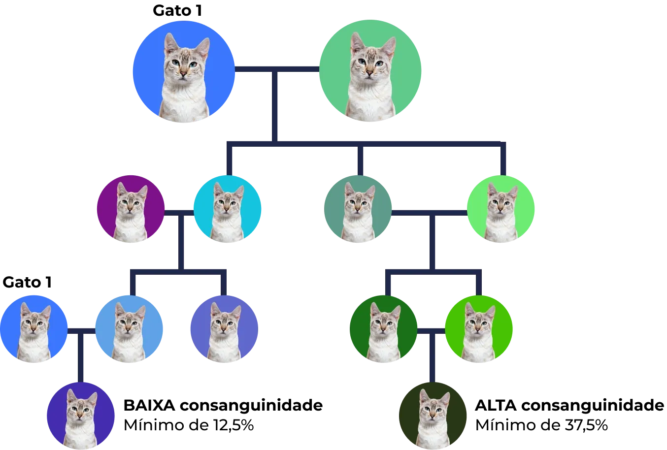 Árvore genealógica de Gato com diferentes cores de fundo representando gerações e relações familiares.