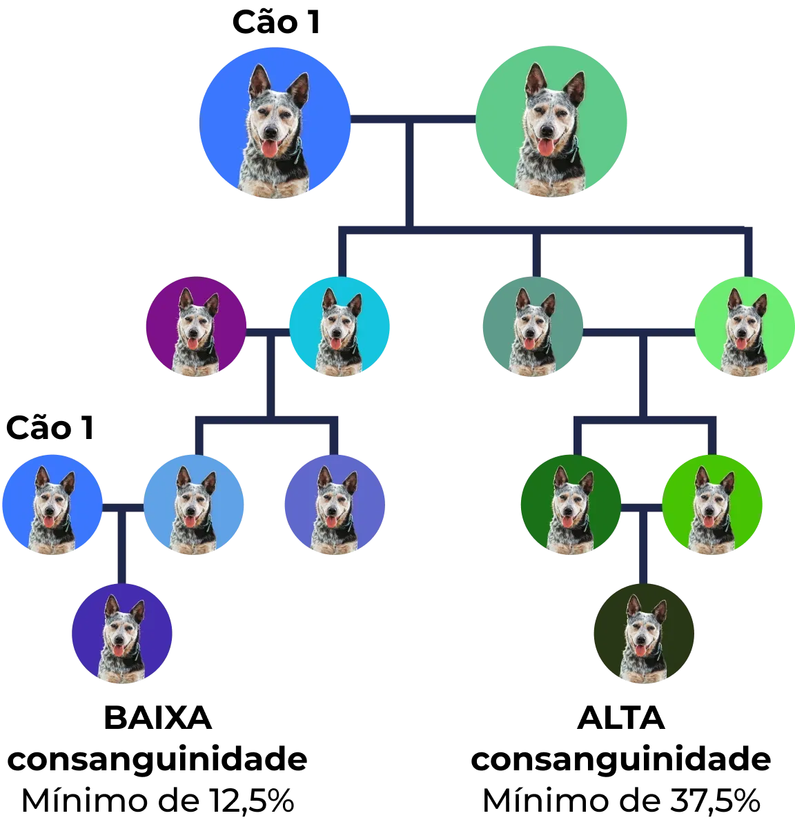 Árvore genealógica de Cachorro com diferentes cores de fundo representando gerações e relações familiares.