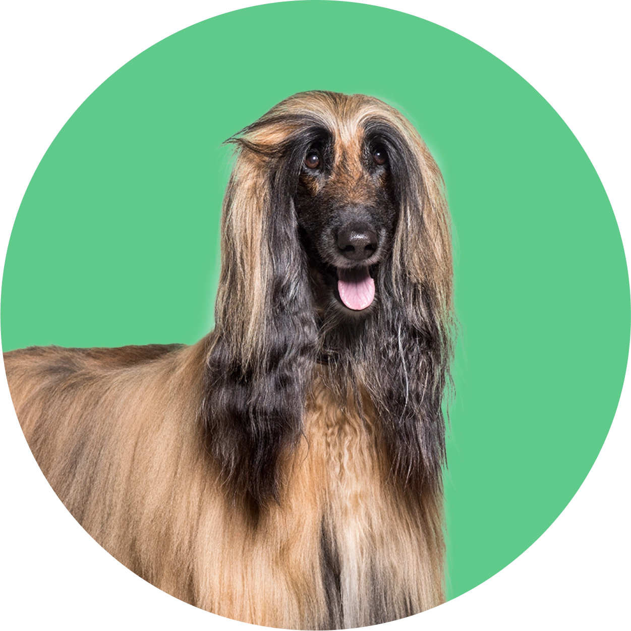 Imagem de um cachorro da raça Afghan Hound