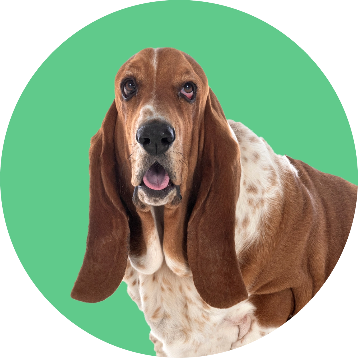 Imagem de um cachorro da raça Basset Hound