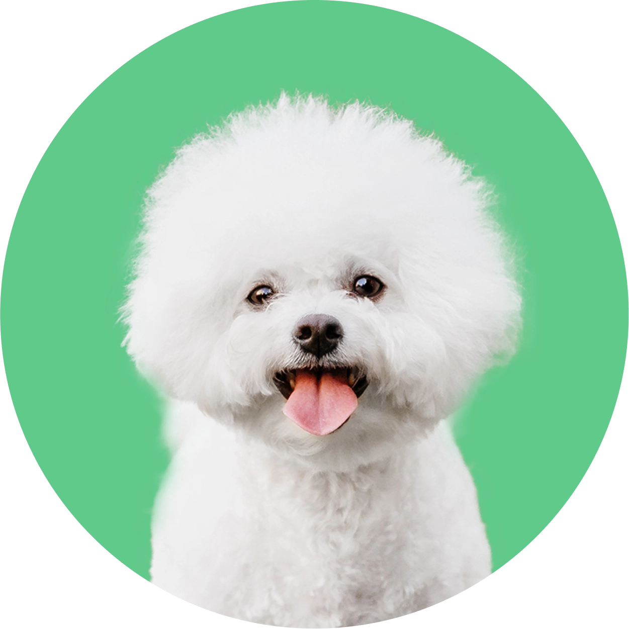 Imagem de um cachorro da raça Bichon Frisé