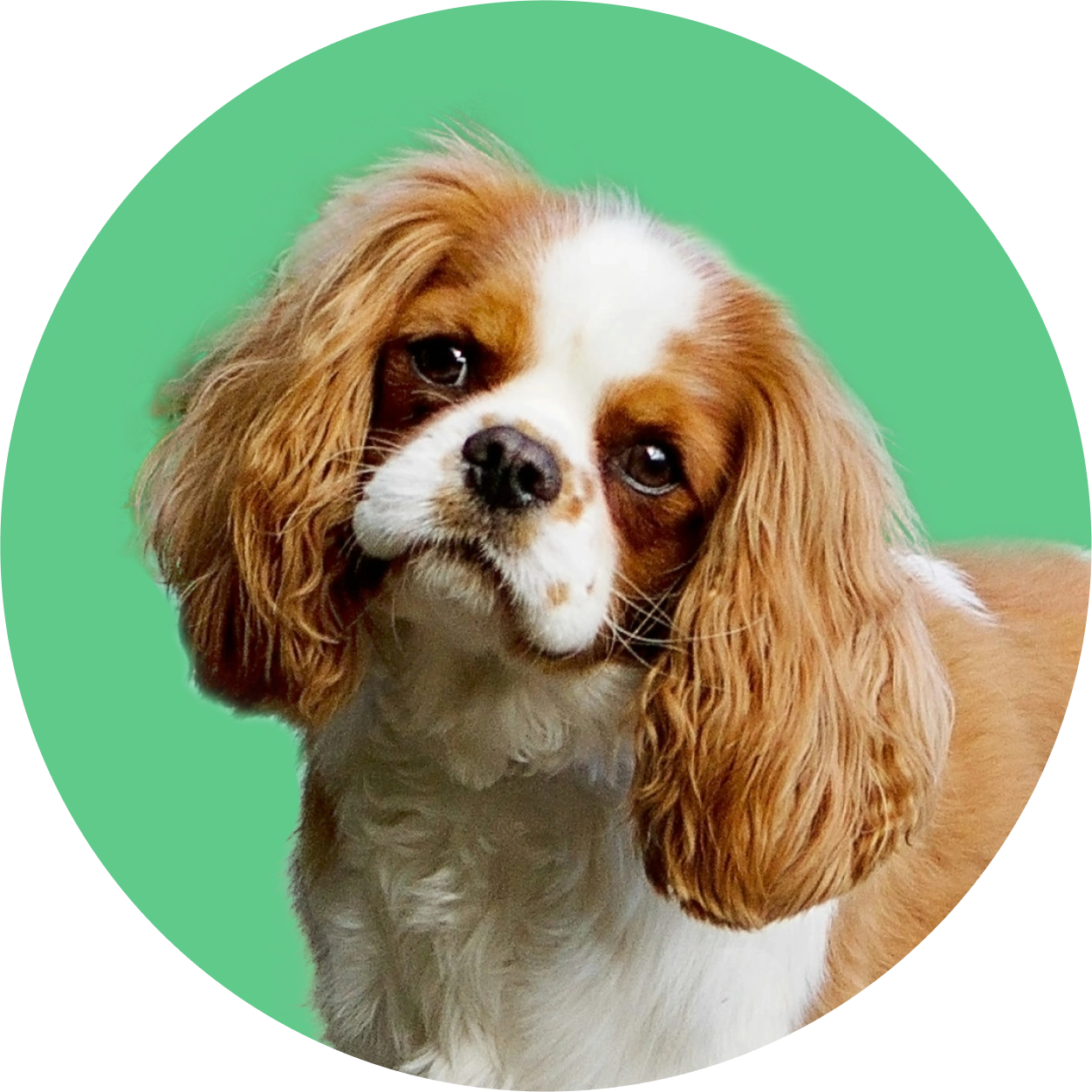 Imagem de um cachorro da raça Cavalier King Charles Spaniel