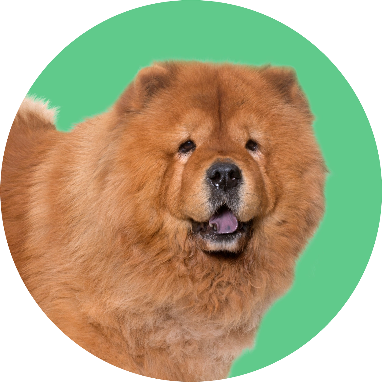 Imagem de um cachorro da raça Chow Chow