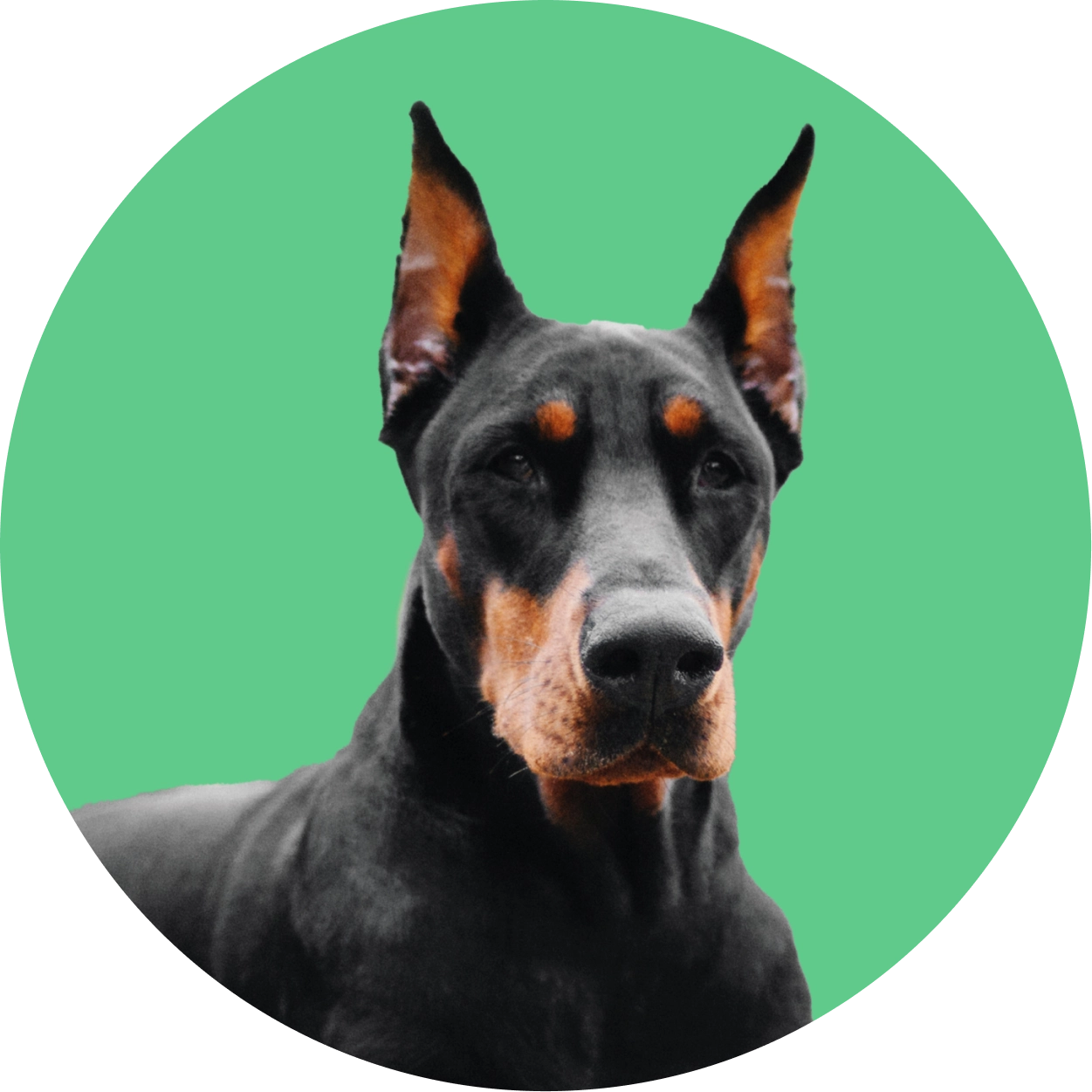 Imagem de um cachorro da raça Dobermann Pinscher (americano)