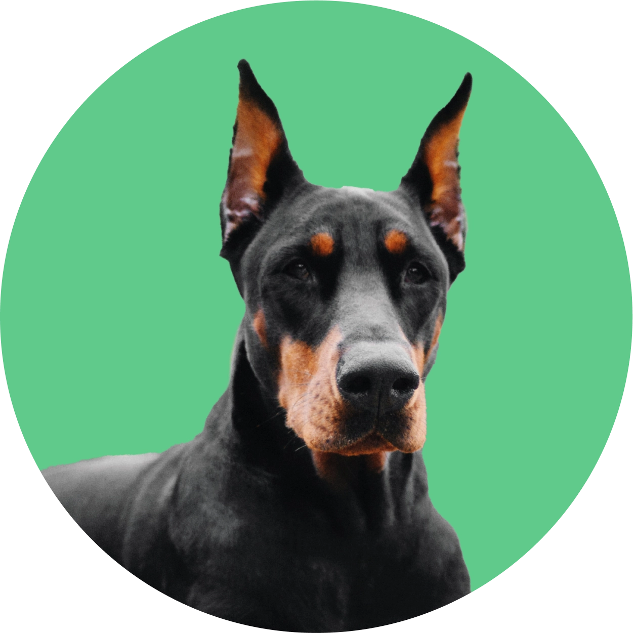 Imagem de um cachorro da raça Dobermann Pinscher (europeu)