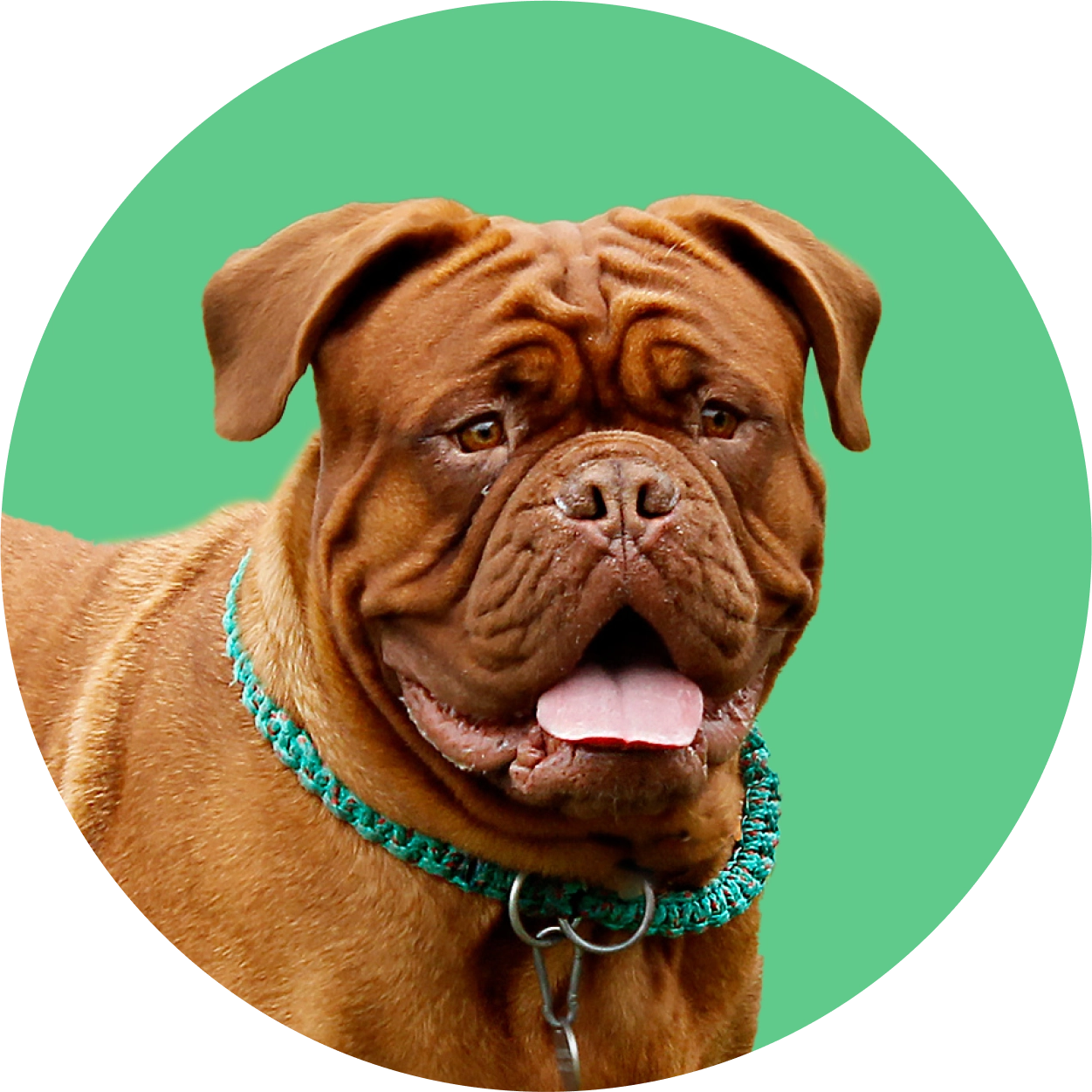 Imagem de um cachorro da raça Dogue de Bordeaux