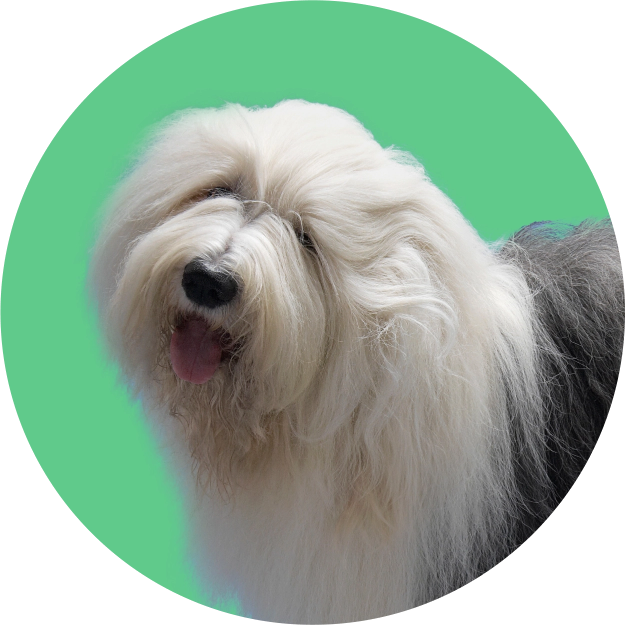 Imagem de um cachorro da raça Old English Sheepdog