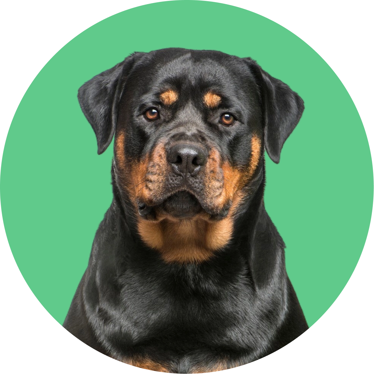 Imagem de um cachorro da raça Rottweiler (americano)