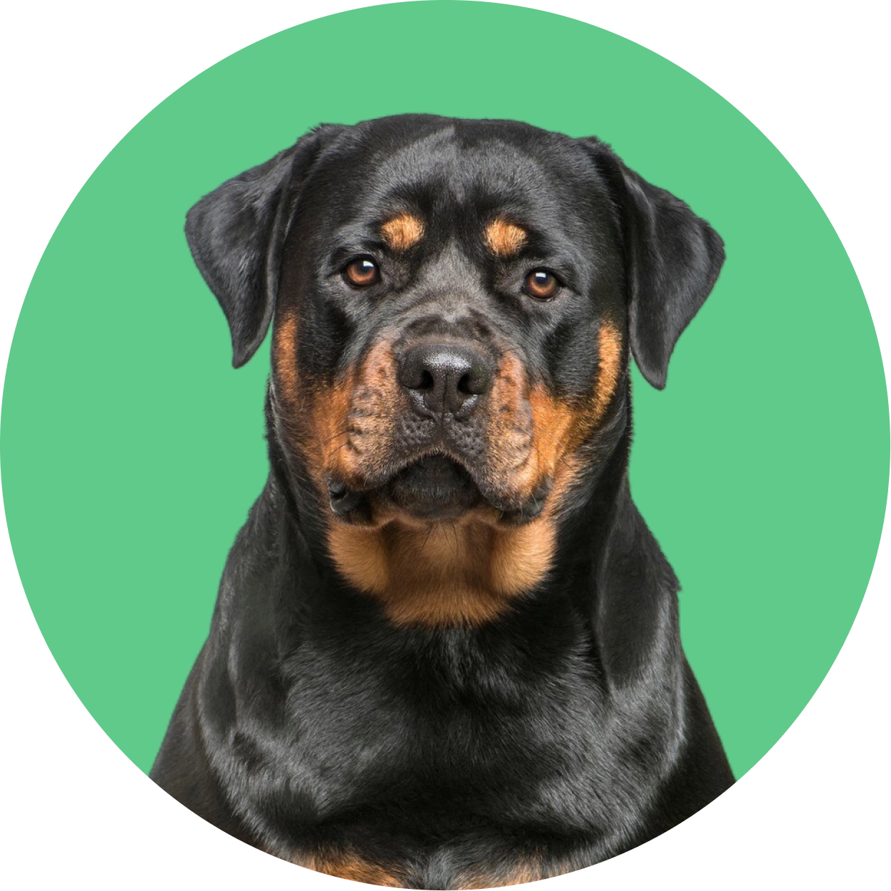 Imagem de um cachorro da raça Rottweiler (europeu)