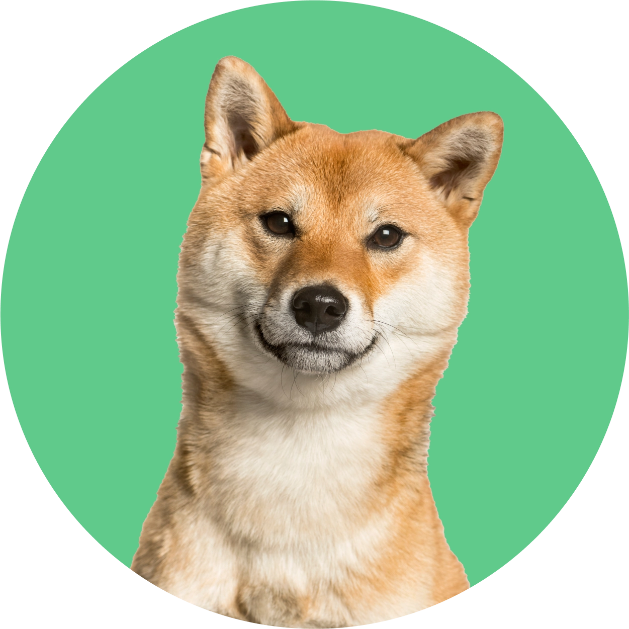 Imagem de um cachorro da raça Shiba Inu