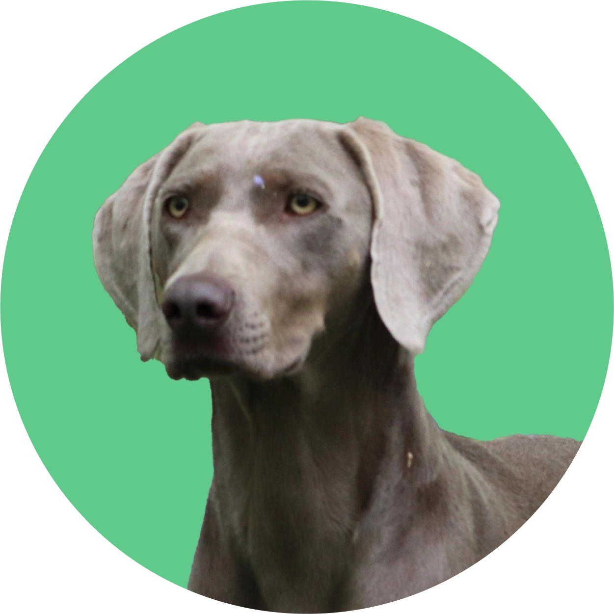 Imagem de um cachorro da raça Weimaraner