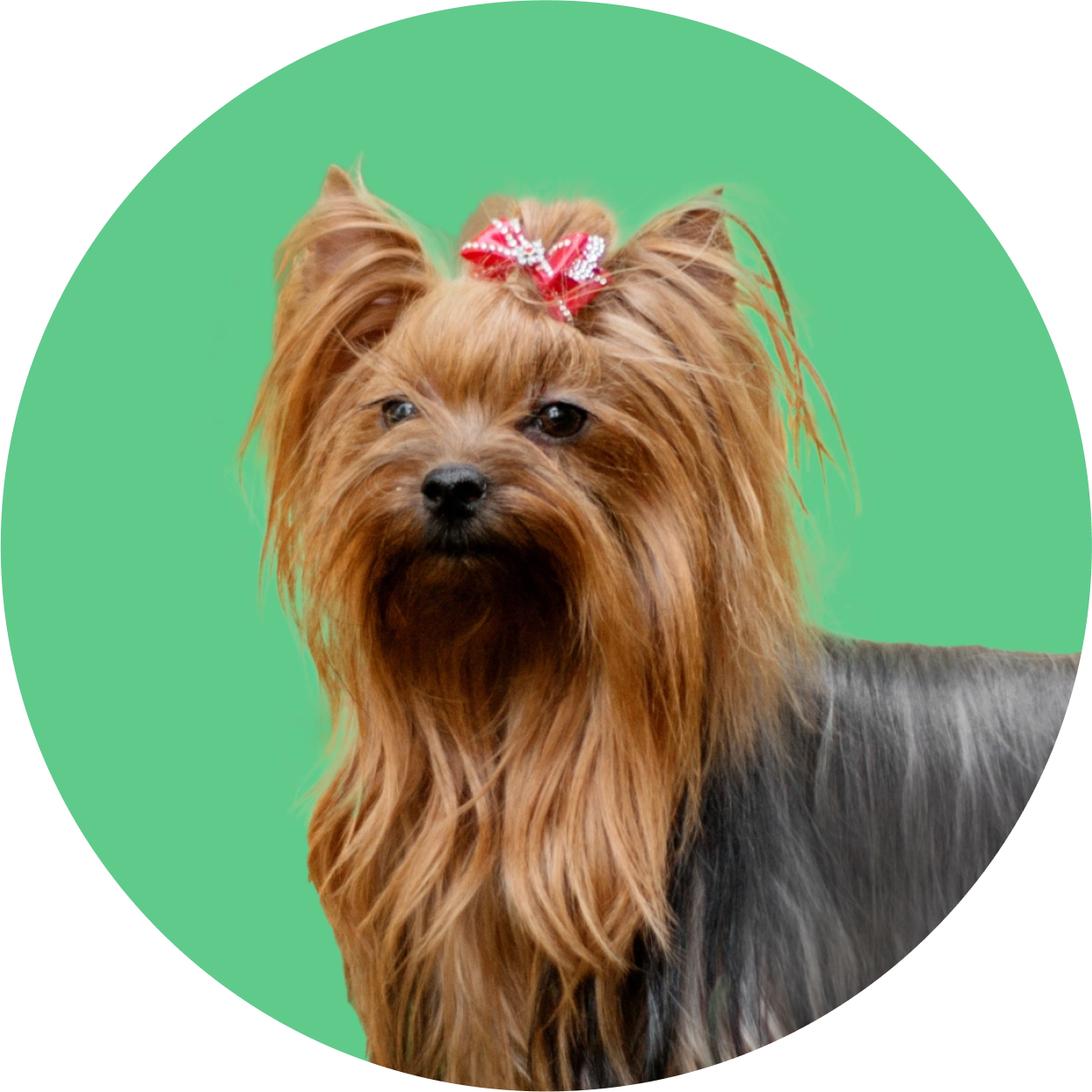 Imagem de um cachorro da raça Yorkshire Terrier