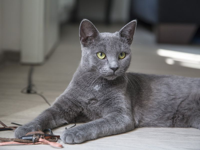 genetica-de-gatos-3