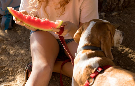 cachorro-pode-comer-melancia-04