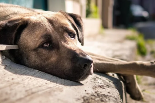 verme-de-cachorro-04