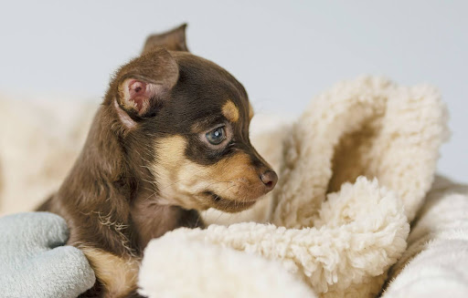 nomes-para-cachorros-03