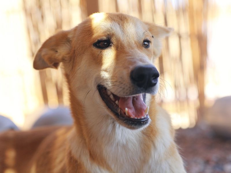 genetica-canina-3