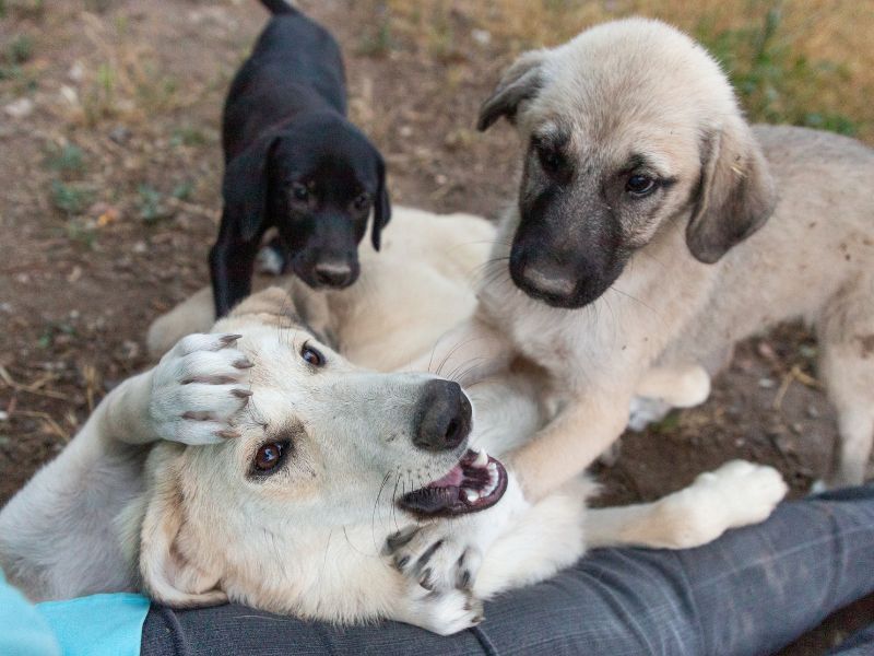 valor-teste-dna-cachorro-3