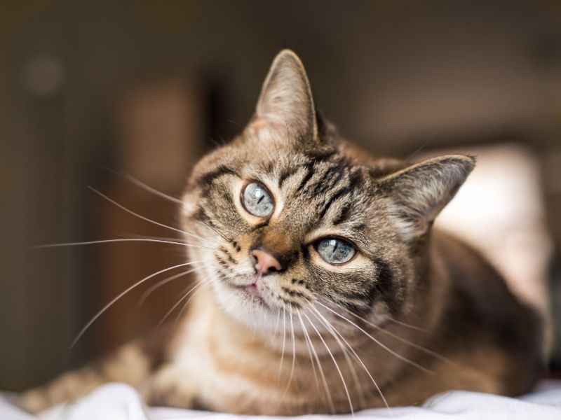 dna-de-gato-3