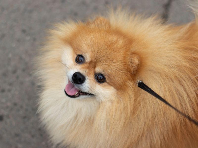 Quanto-tempo-vive-um-lulu-da-pomerania-2
