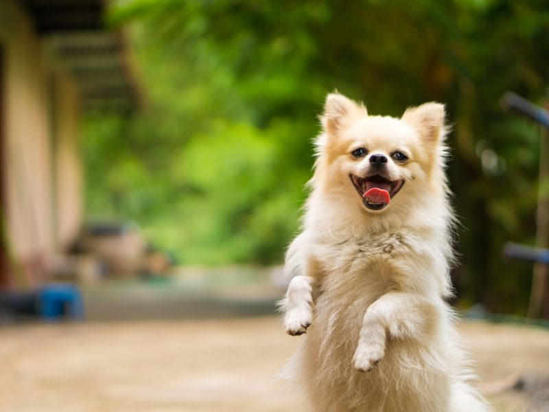 endogenia-canina-2