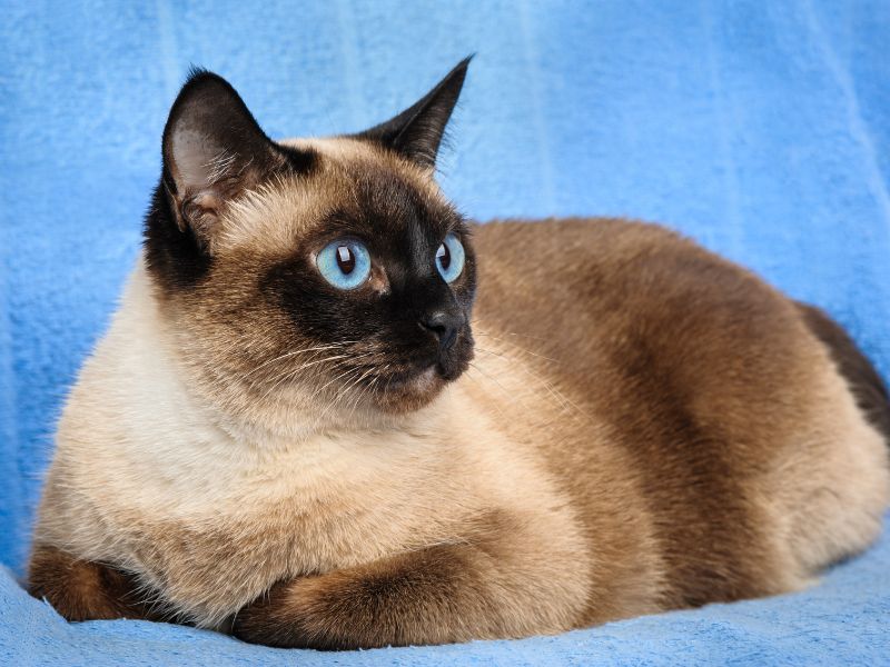 genetica-de-gatos