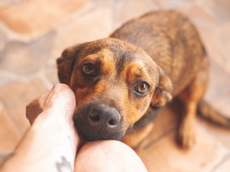 genetica-canina-4