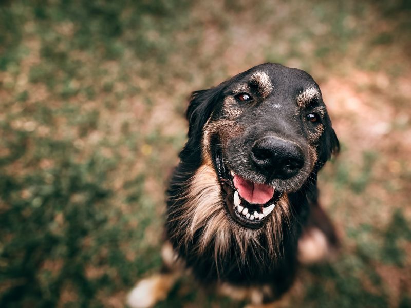 endogenia-canina