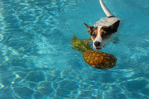 cachorro-pode-comer-abacaxi-03