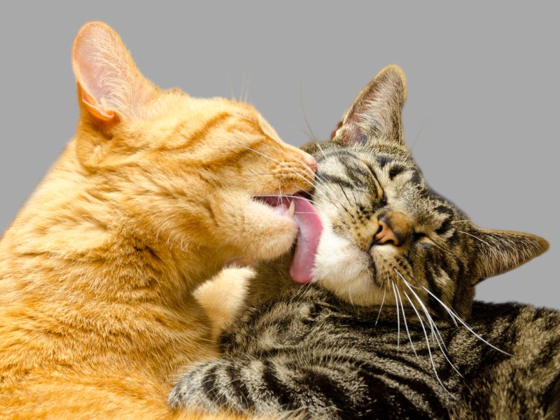 dna-de-gato-4