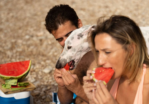 cachorro-pode-comer-melancia-03