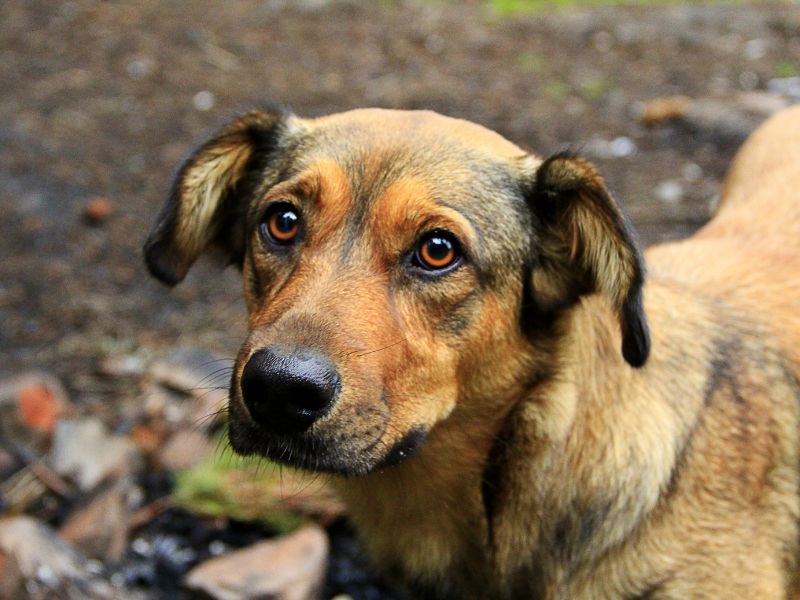 valor-teste-dna-cachorro-2