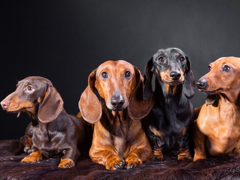 consanguinidade-canina