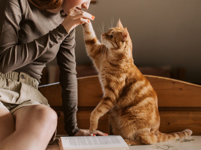 dna-de-gato-2