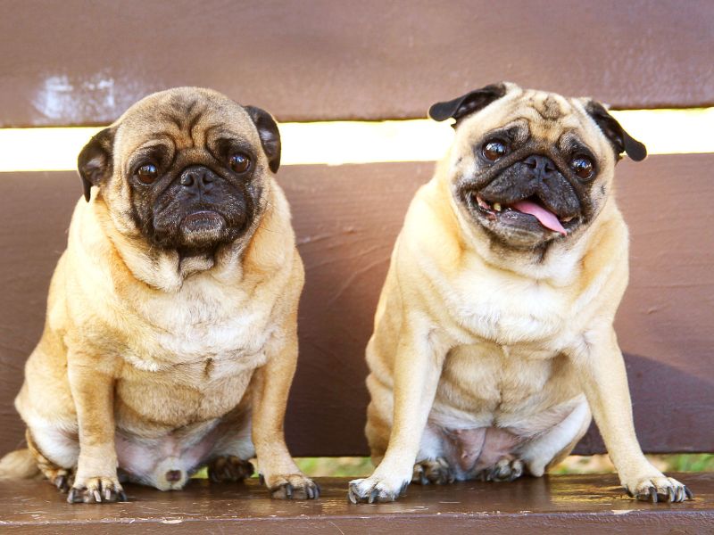 consanguinidade-canina-2