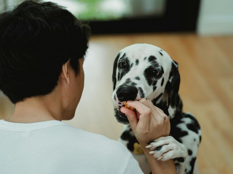 genetica-cachorro-2