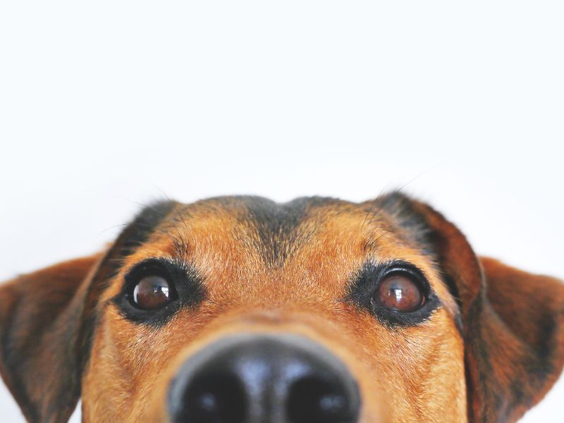 teste-genetico-para-cachorro-2