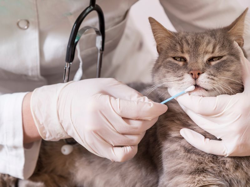 teste-genetico-para-gatos-4