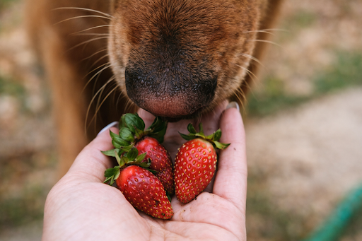 cachorro-pode-comer-morango-1