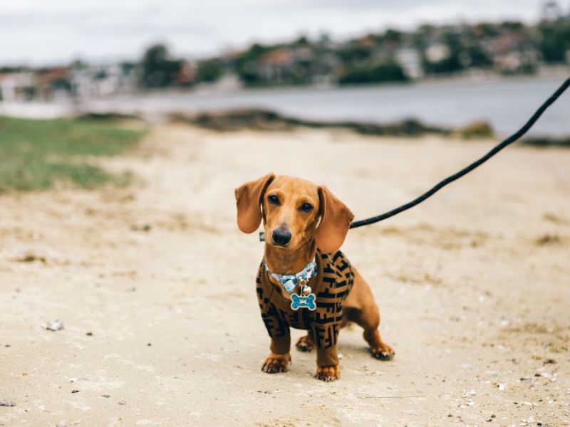 dachshund-doencas-mais-comuns_-2