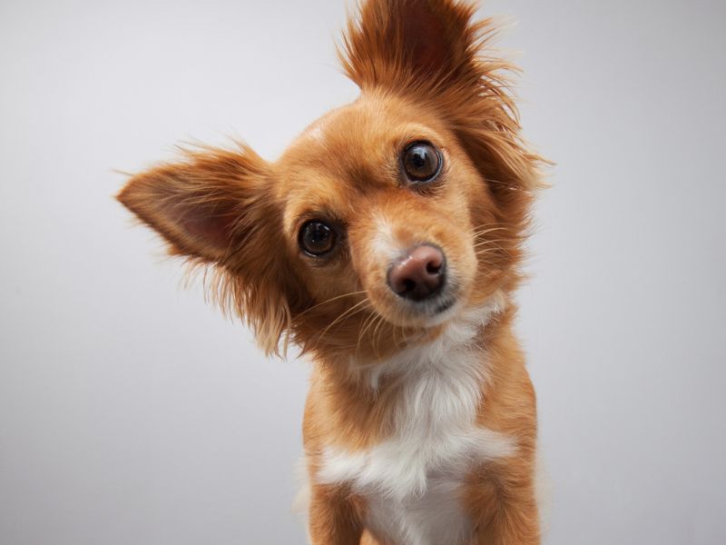 genetica-canina-2