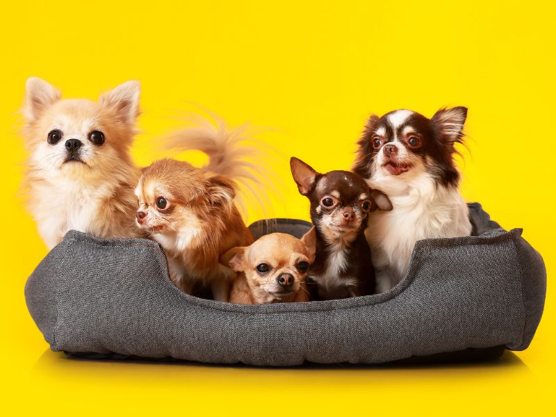 consanguinidade-canina-4